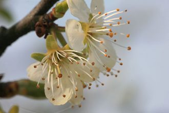 Nahaufnahme Apfelblüten