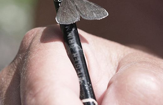 Schmetterling auf einem Stift