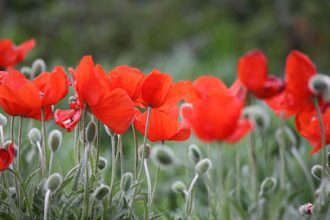Nahaufnahme Mohnblüten